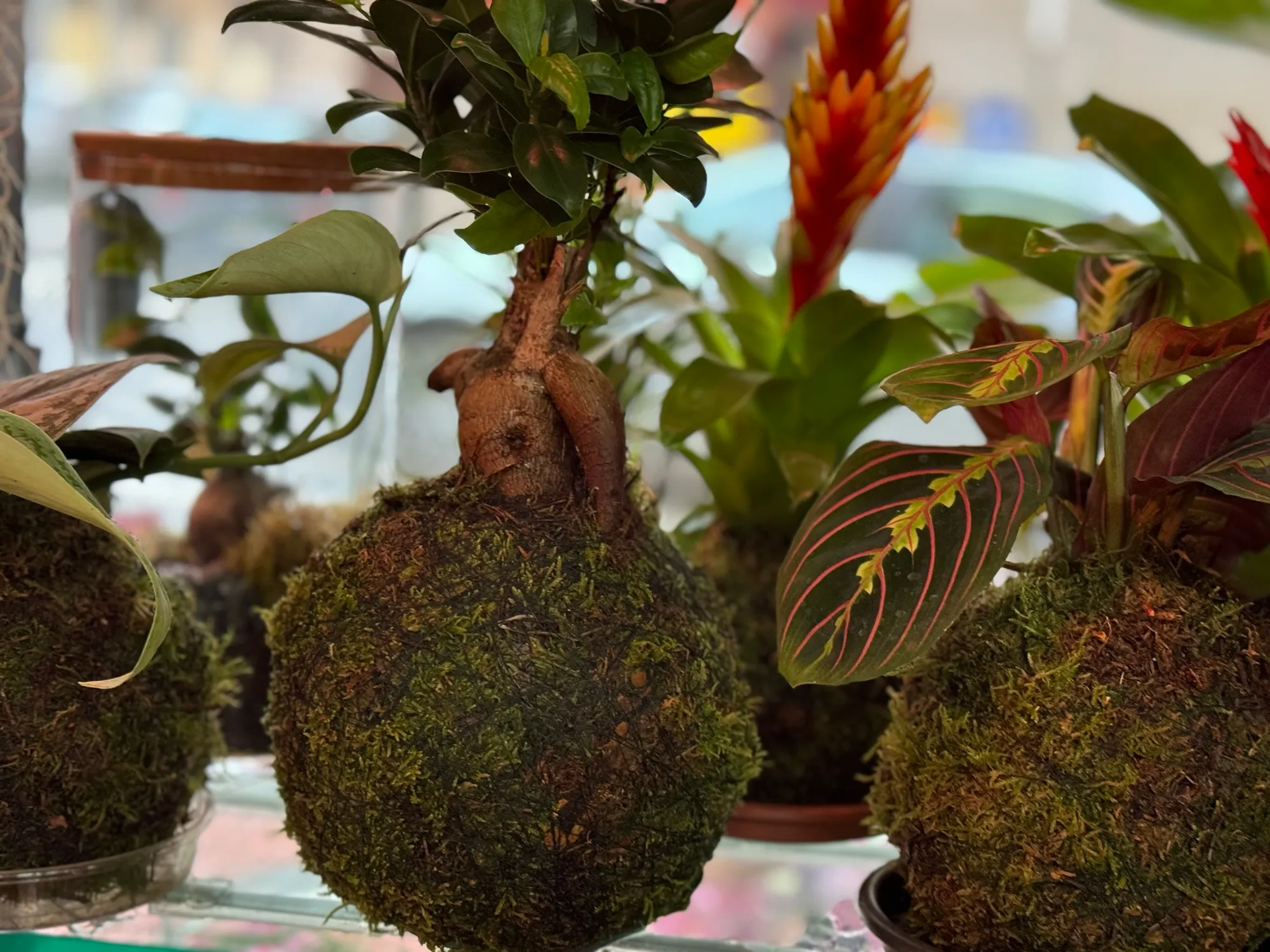 Arreglo floral de pésame con cinta dedicatoria — Flores Helmántica