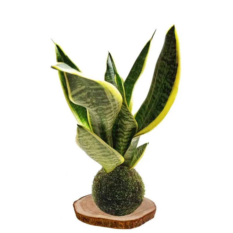 Kokedama artesanal en bola de musgo japonés — Flores Helmántica