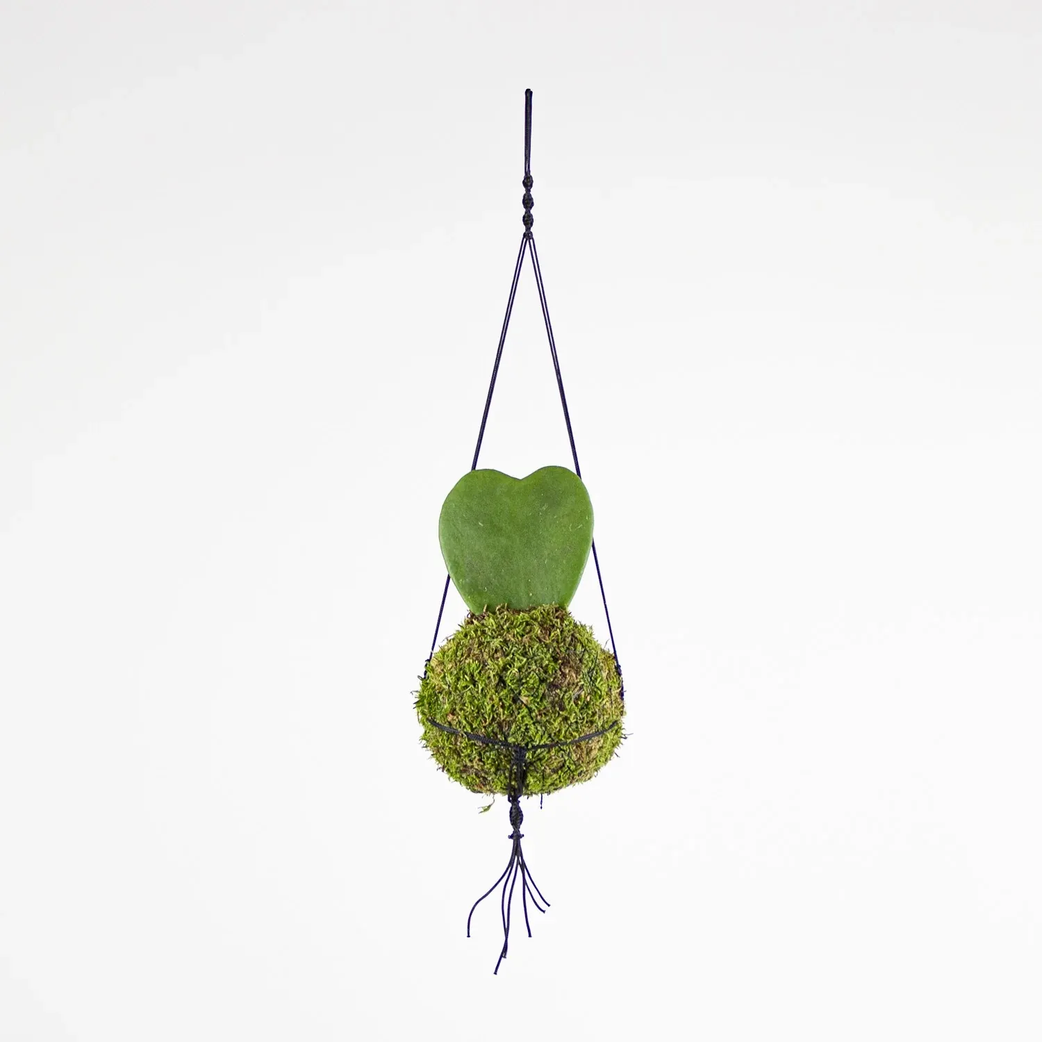 Composición botánica de kokedama de interior — Flores Helmántica