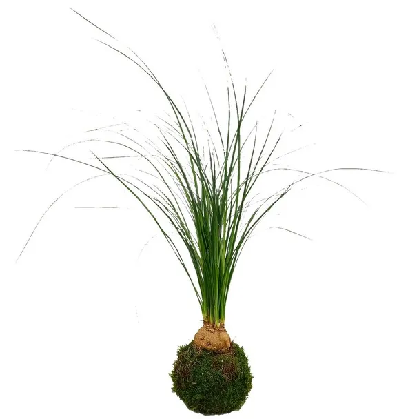 Kokedama decorativo en soporte artesanal — Flores Helmántica