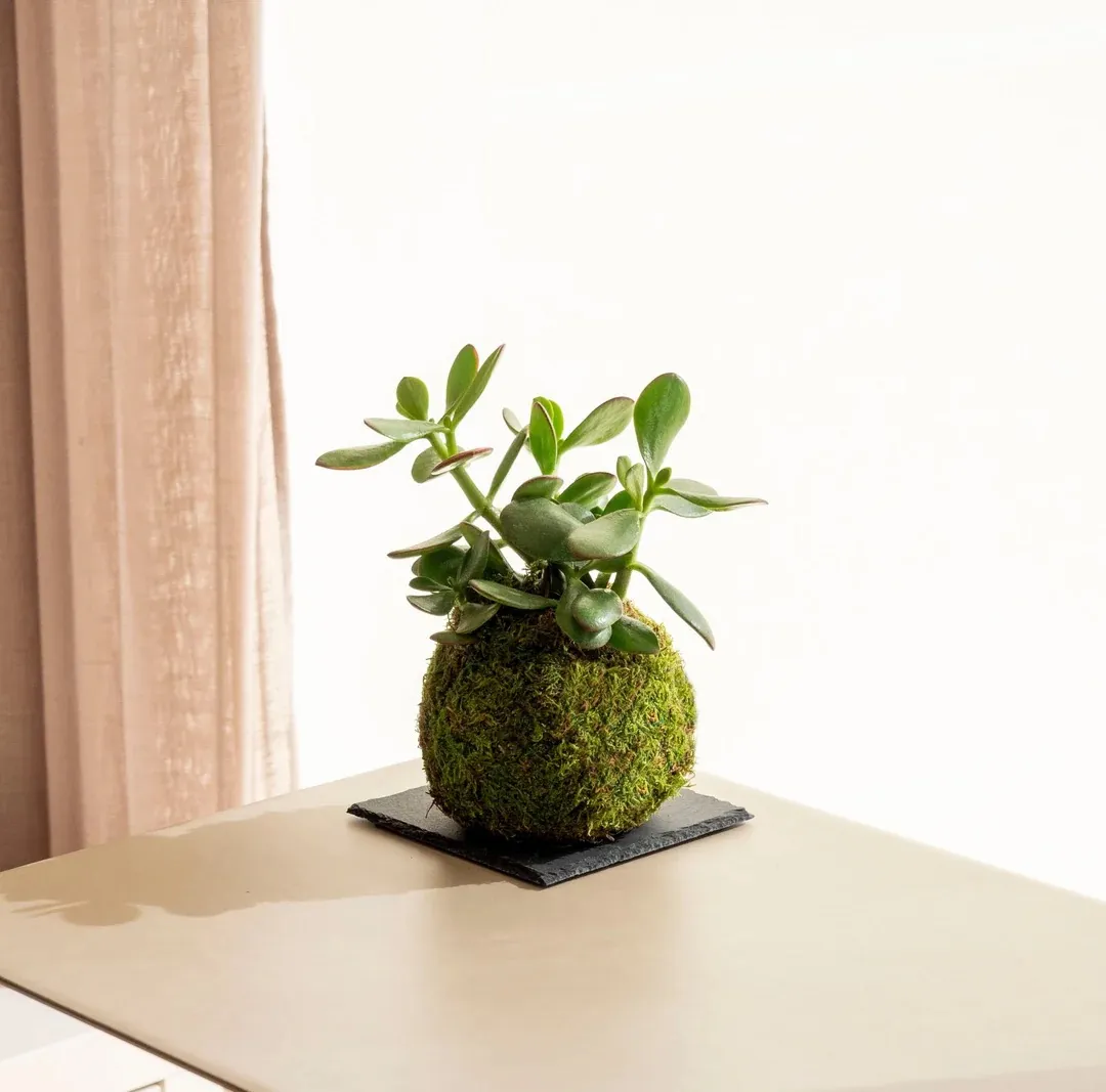 Planta de interior en cultivo kokedama — Flores Helmántica
