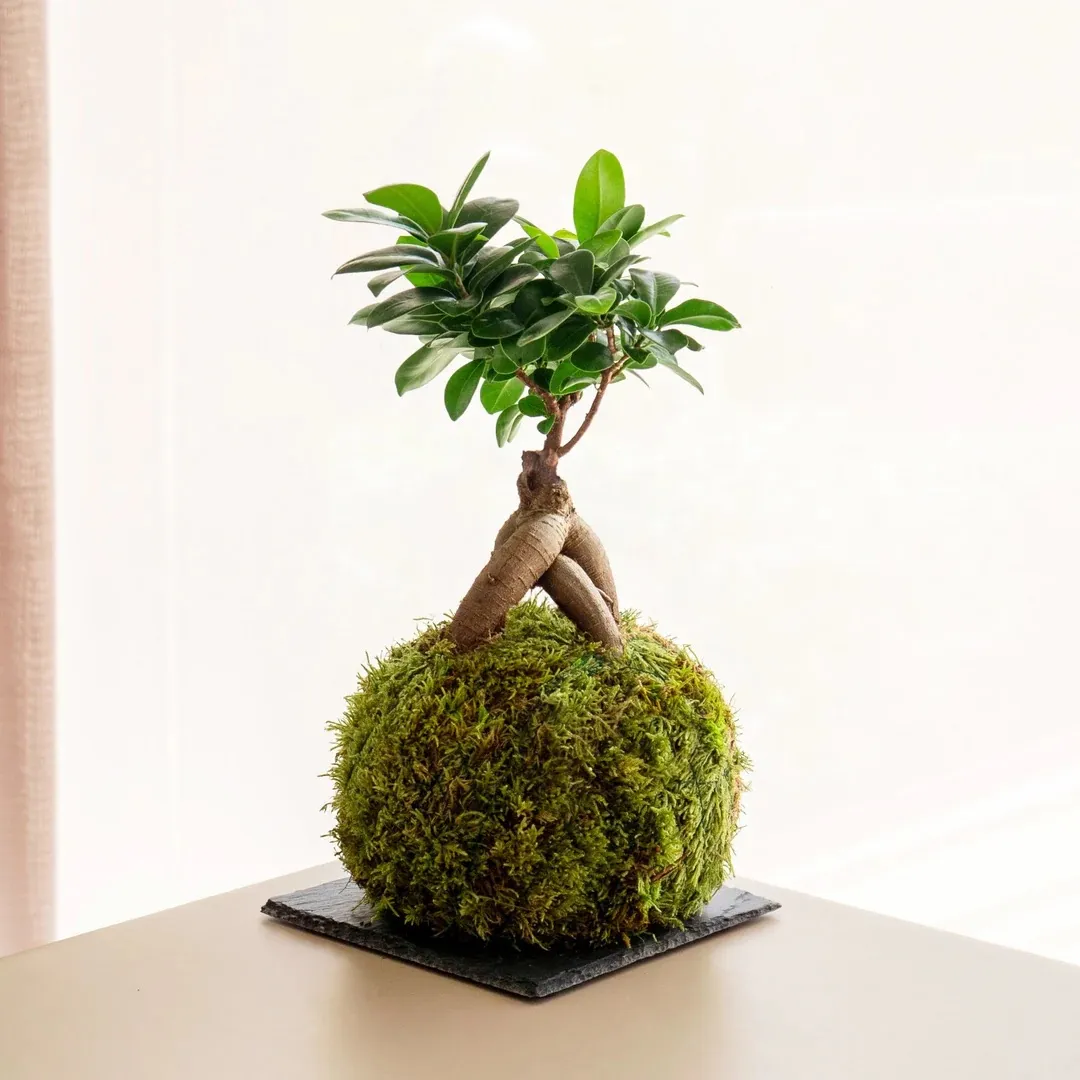 Diseño botánico con kokedamas y plantas verdes — Flores Helmántica